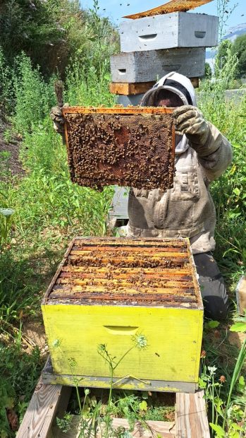 Ruches et abeilles chez Autour du Riz