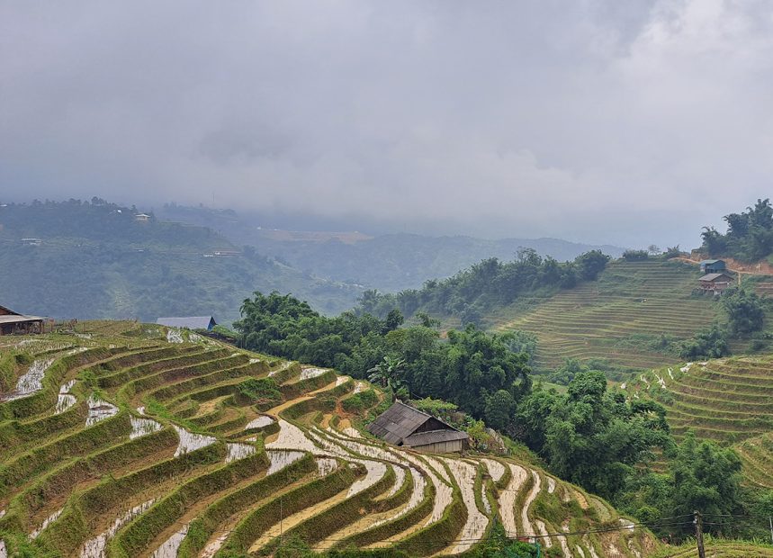 Rizières au Vietnam