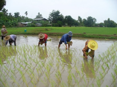 Thaïlande, le temps du repiquage