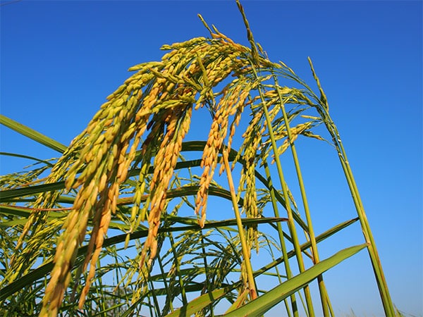 Récolte du riz thaï