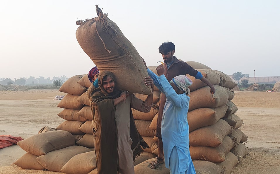 agriculteurs de riz basmati bio portant des sacs