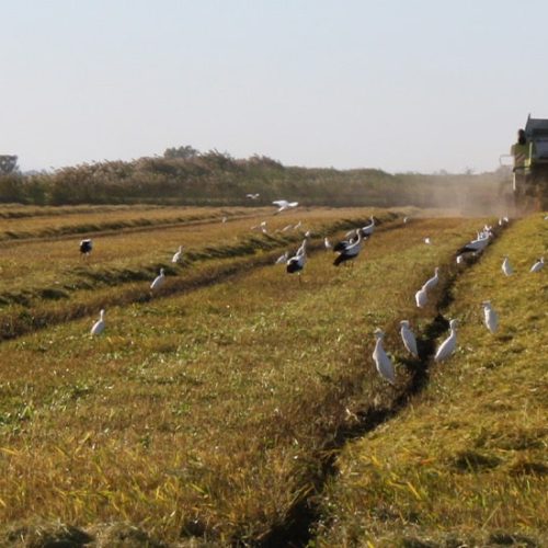 Banniere de camargue