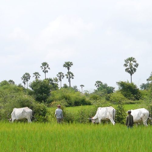 Banniere paysage du cambodge