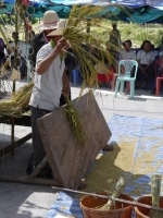 Battage du riz à la main pour faire tomber les grains