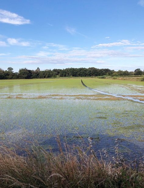 Etang de camargue