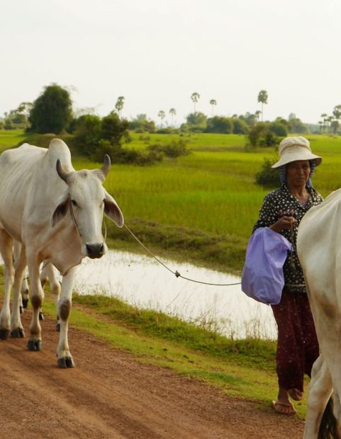 Paysage cambodge