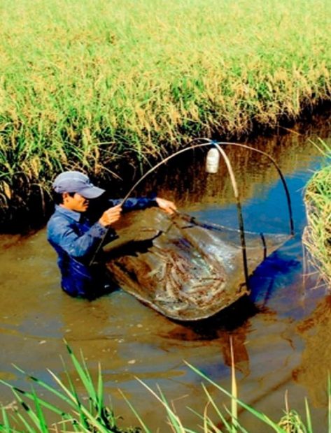 Carrousel vietnam