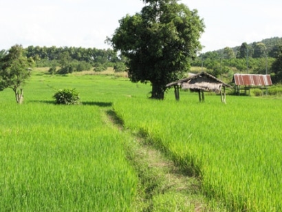 Thaïlande - Rizière