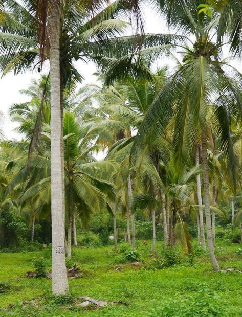 Cocotier du sri lanka