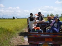 Dans les rizières