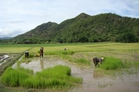 Thaïlande, le temps du repiquage