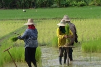 Thaïlande,
 le temps du 
repiquage