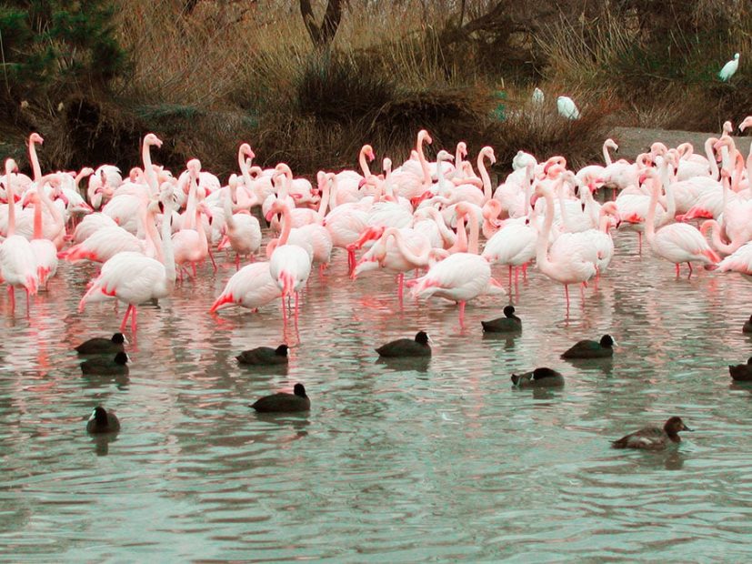 Flamants roses de camargue