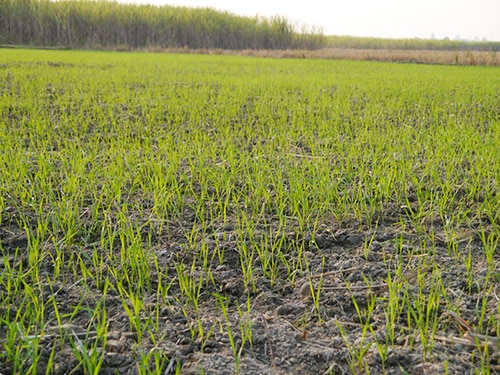 Jeunes pousses de riz