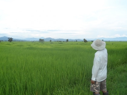 Riz bio - la chasse aux mauvaises herbes