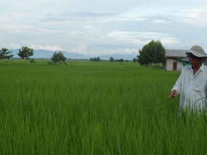 Riz
 bio - la chasse aux mauvaises 
herbes