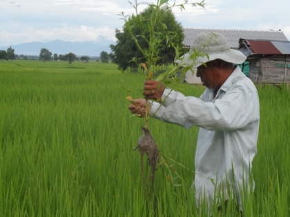 Riz
 bio - la chasse aux mauvaises 
herbes