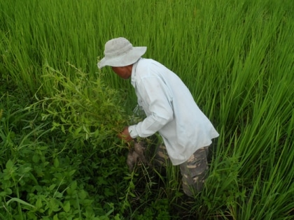 Riz
 bio - la chasse aux mauvaises 
herbes