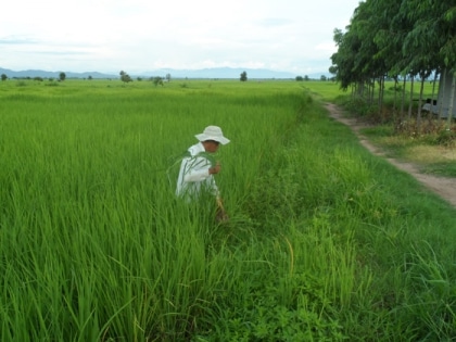 Riz
 bio - la chasse aux mauvaises 
herbes