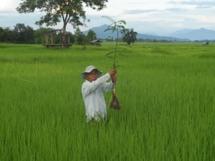 Riz
 bio - la chasse aux mauvaises 
herbes