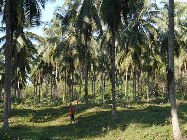 Lait-de-coco-premium-recolte.jpg