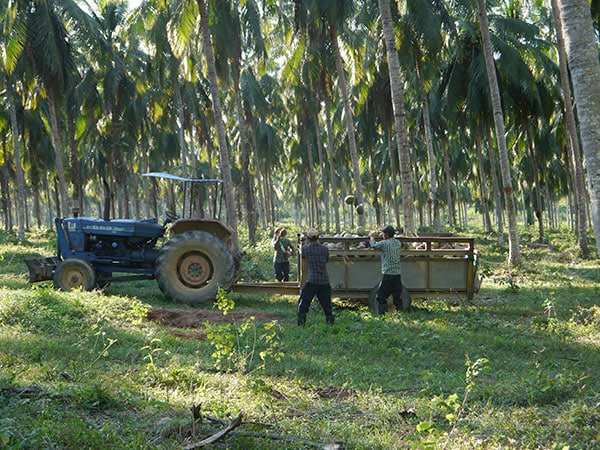 Lait-de-coco-premium-recolte2.jpg