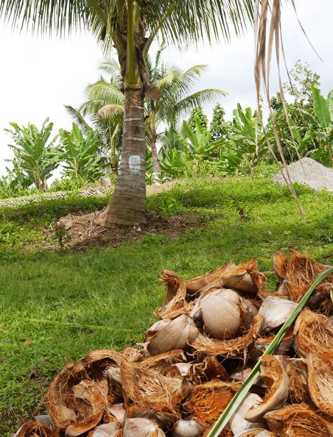 Sirop de coco philippines