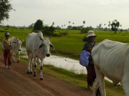 Cambodge