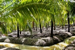 Palmeraie d'arbres à coco