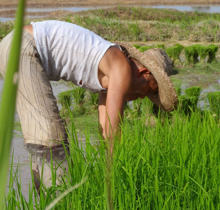 Paysan dans une riziere