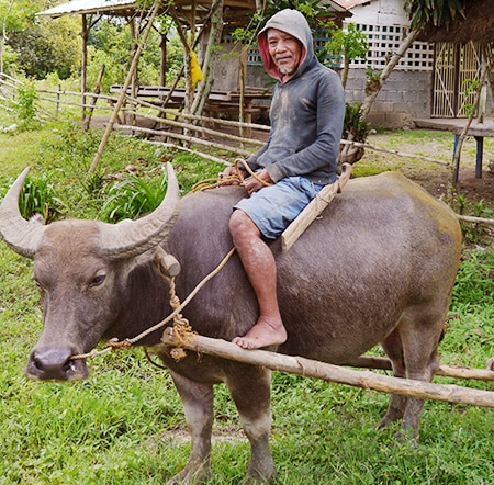 Vaches des philippines