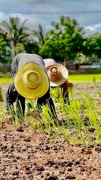 plantation-riz-thai-bio