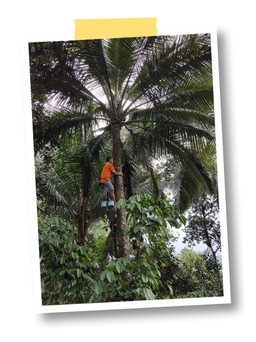 Récolte noix de coco à Java en Indonésie