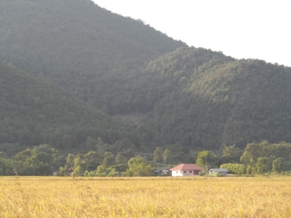 La récolte du riz thaï en images