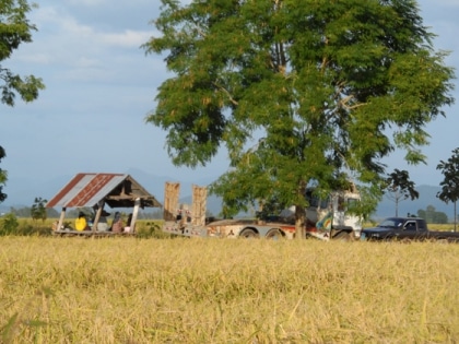 La
 récolte du riz thaï en 
images