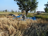 La
 récolte du riz thaï en 
images