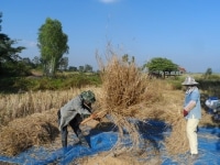 La
 récolte du riz thaï en 
images