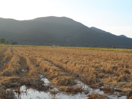 La
 récolte du riz thaï en 
images