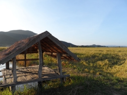 La
 récolte du riz thaï en 
images