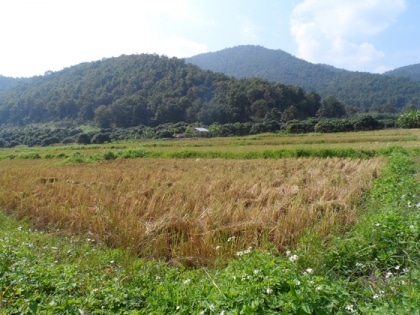 La
 récolte du riz thaï en 
images