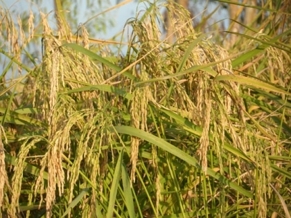 La
 récolte du riz thaï en 
images