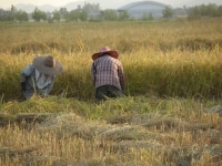 La
 récolte du riz thaï en 
images