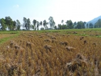 La
 récolte du riz thaï en 
images