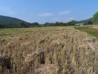 La
 récolte du riz thaï en 
images