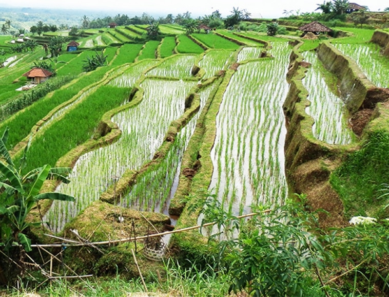 Riz-du-monde---bali.jpg