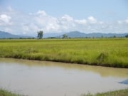 Rizières Nord de la Thaïlande