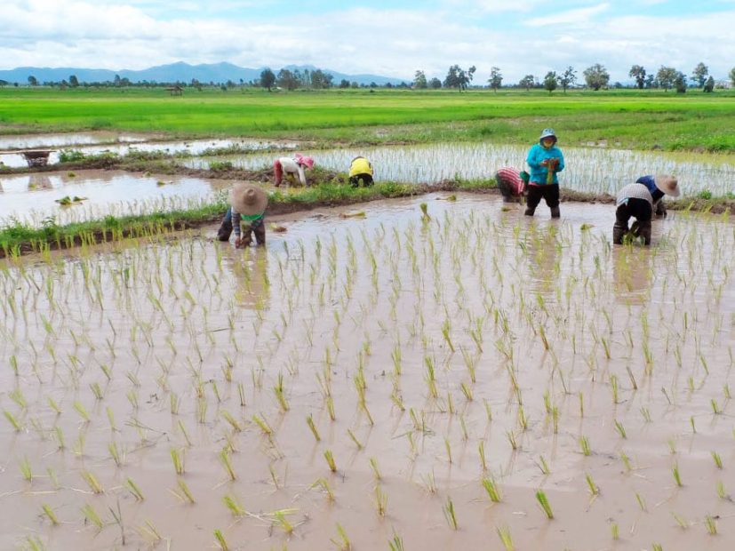 Rizieres de thailande