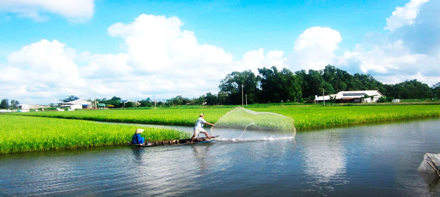 Rizieres paysage du vietnam