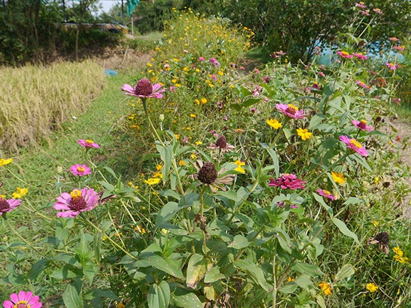 Sauce-asiatique-fleurs.jpg