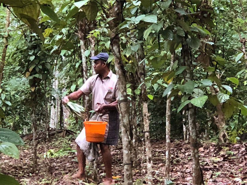 Recolte au sri lanka